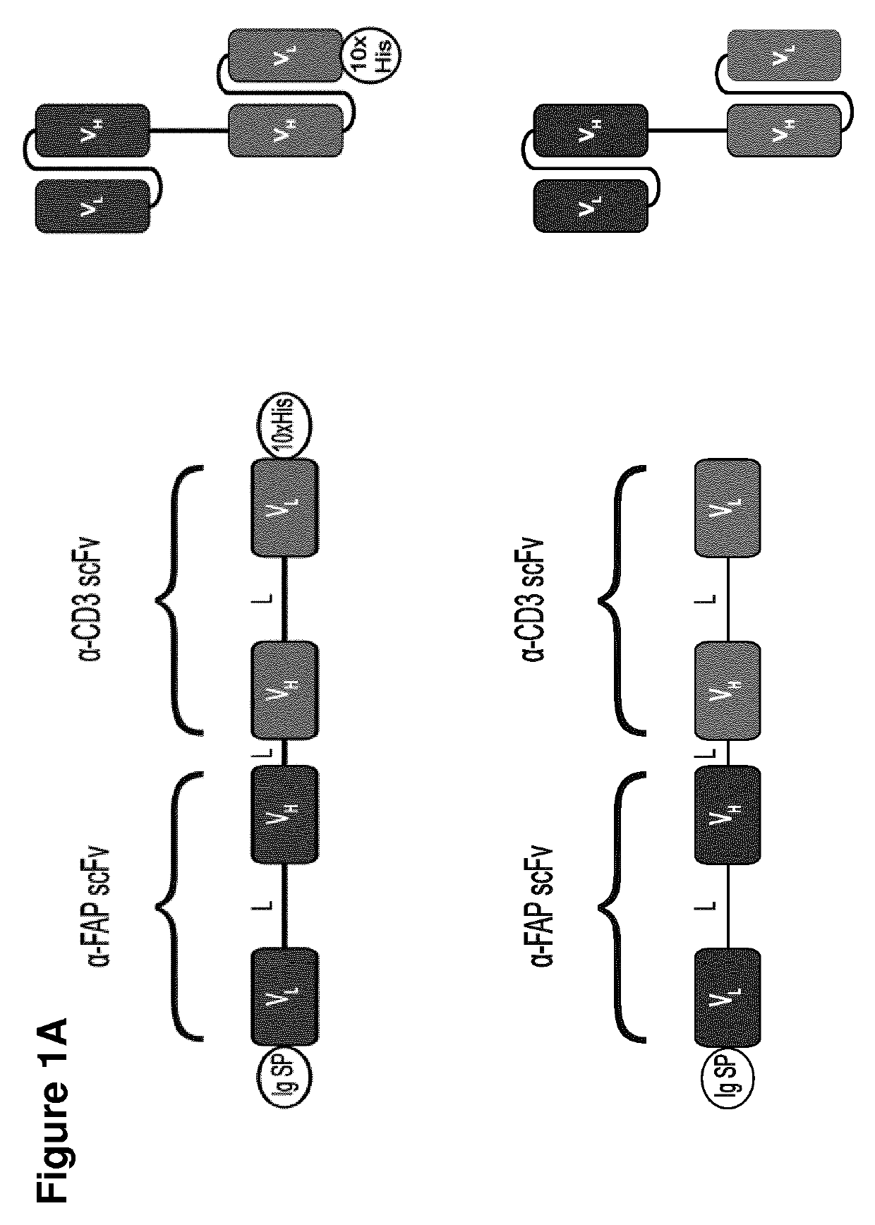 Adenovirus armed with bispecific t cell engager (BITE)