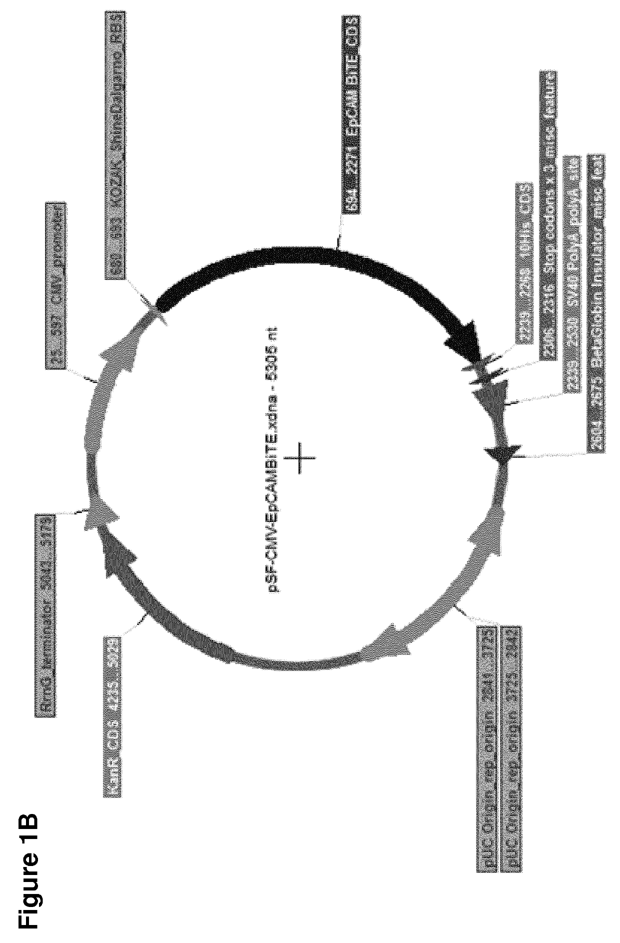 Adenovirus armed with bispecific t cell engager (BITE)