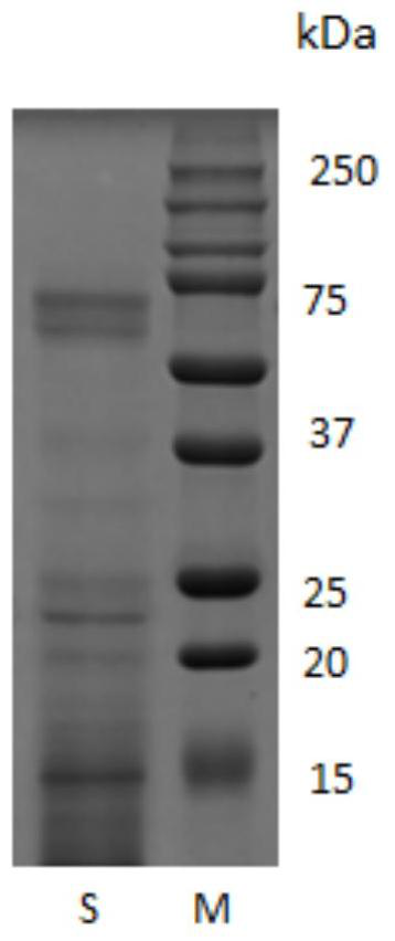 Novel self-assembled collagen and its preparation method