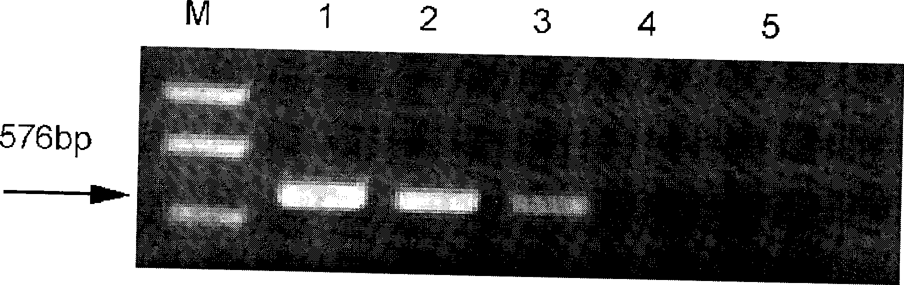 Single cell real time fluorescent quantitative RT-PCR method for detecting foot-and-mouth disease virus genome RNA