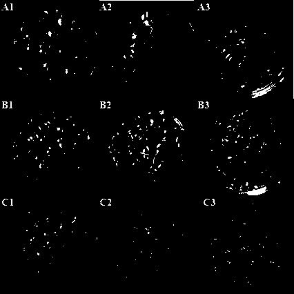 Method for quickly obtaining garlic seedlings by using intermittent immersion cultivation mode