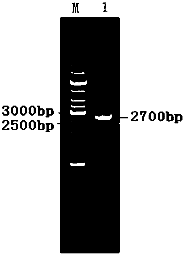 Novel pullulanase and gene and preparation methods thereof and engineering bacteria expressing same