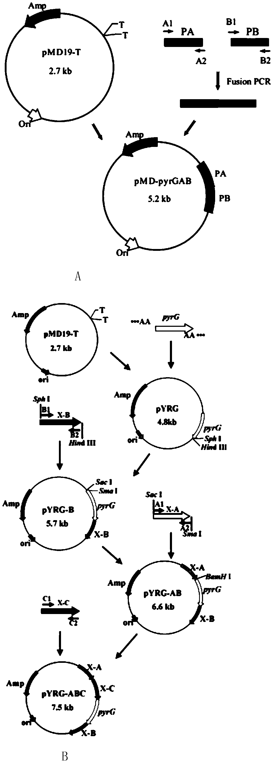 Method for synthesizing xylitol by aspergillus oryzae engineering bacteria with enhanced hemicellulose saccharification capacity