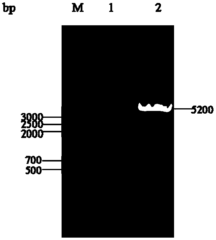 Method for synthesizing xylitol by aspergillus oryzae engineering bacteria with enhanced hemicellulose saccharification capacity