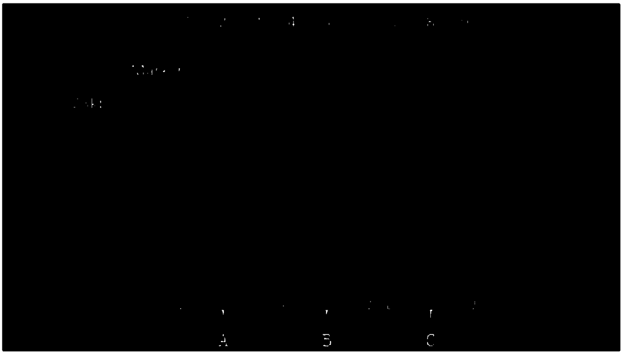 Method for extracting enteric microbial genome DNA