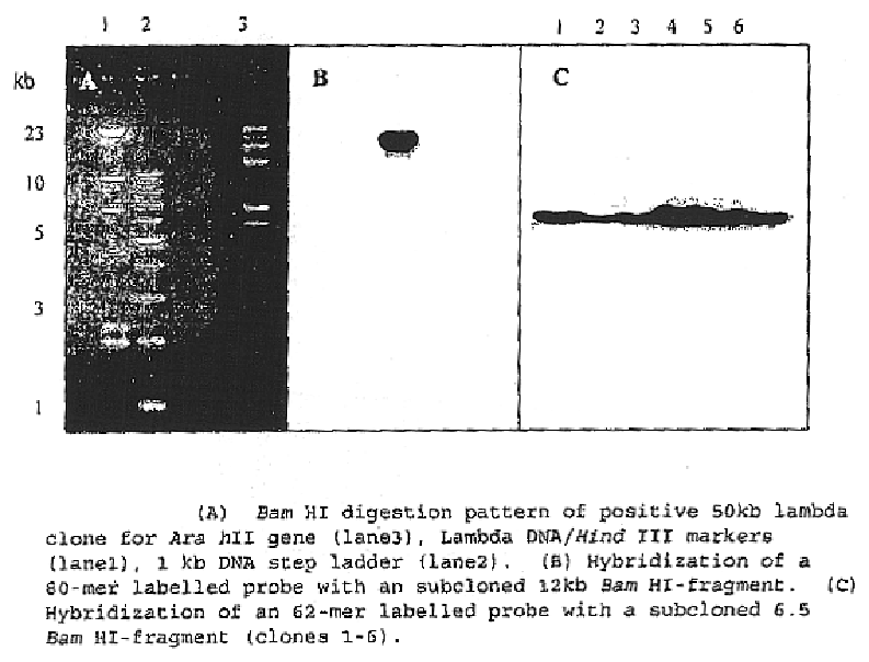 Down-regulation and silencing of allergen genes in transgenic peanut seeds