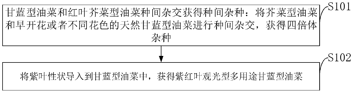 Breeding method for multipurpose purplish-red-leaf ornamental cabbage-type rape