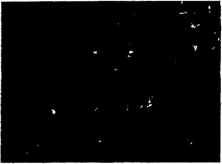 Injection type tissue engineering bone renovation material and construct method thereof