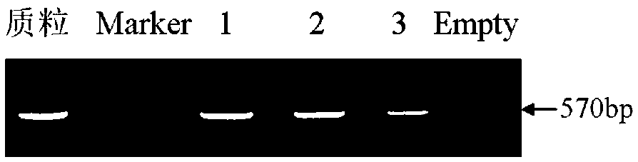 Plant inducible promoter and application thereof