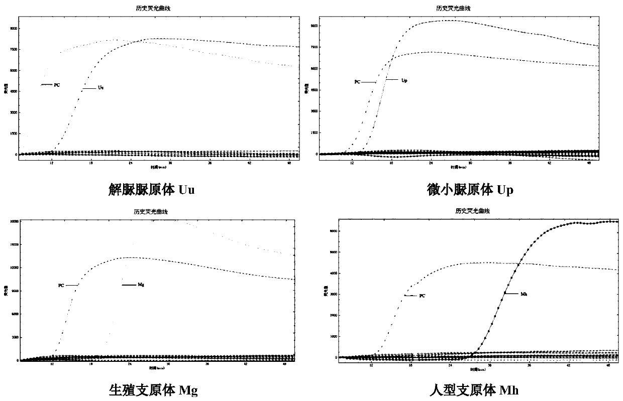 Method for detecting genital tract mycoplasmas based on loop-mediated isothermal amplification and micro-fluidic chip