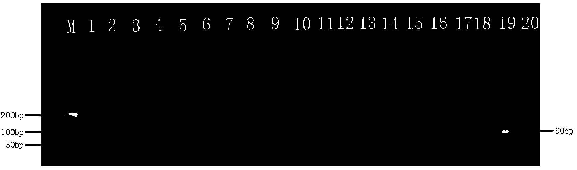 Nucleotide mts 90 and use thereof in tuberculosis diagnosis