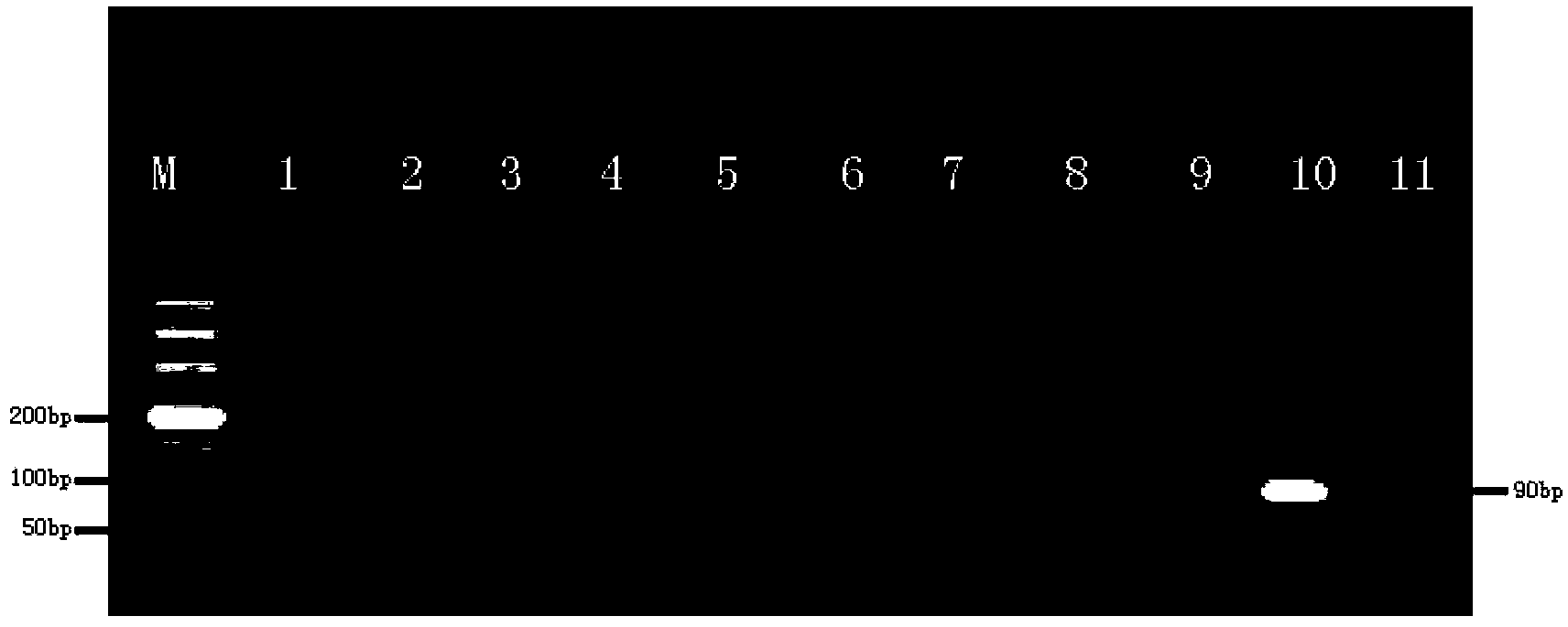 Nucleotide mts 90 and use thereof in tuberculosis diagnosis