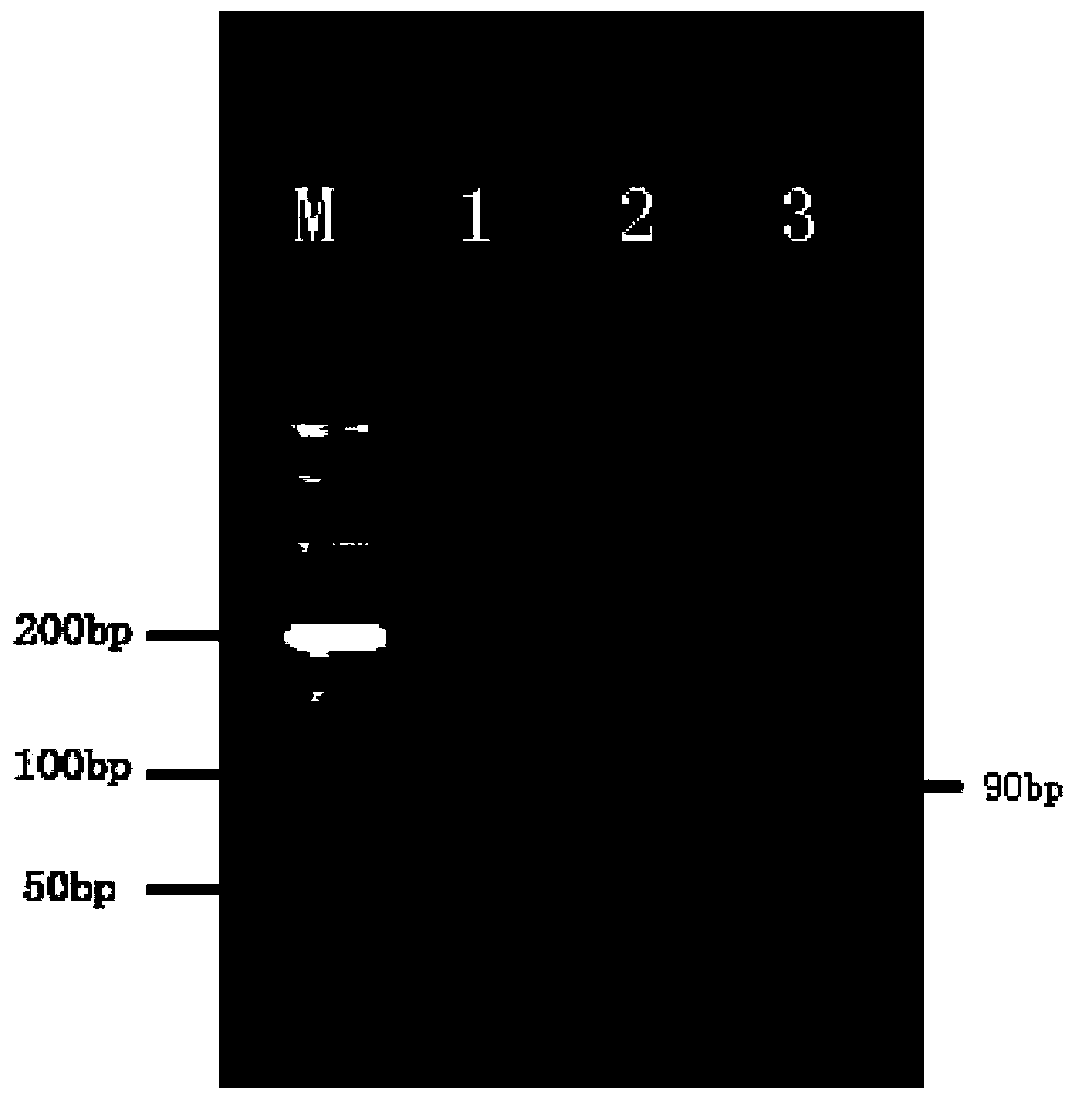 Nucleotide mts 90 and use thereof in tuberculosis diagnosis