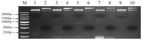 Salt stress inducible promoter as well as primers, expression vector and application thereof