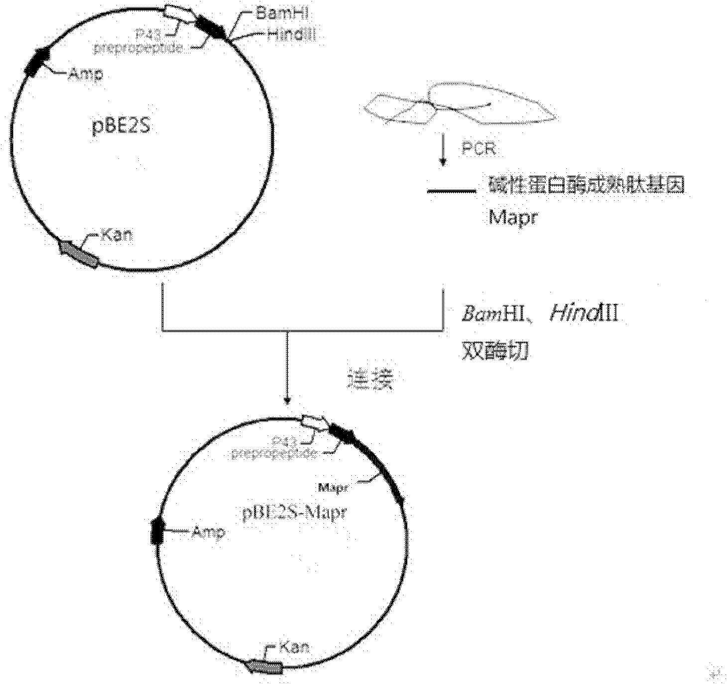 A kind of low temperature alkaline protease and preparation method thereof