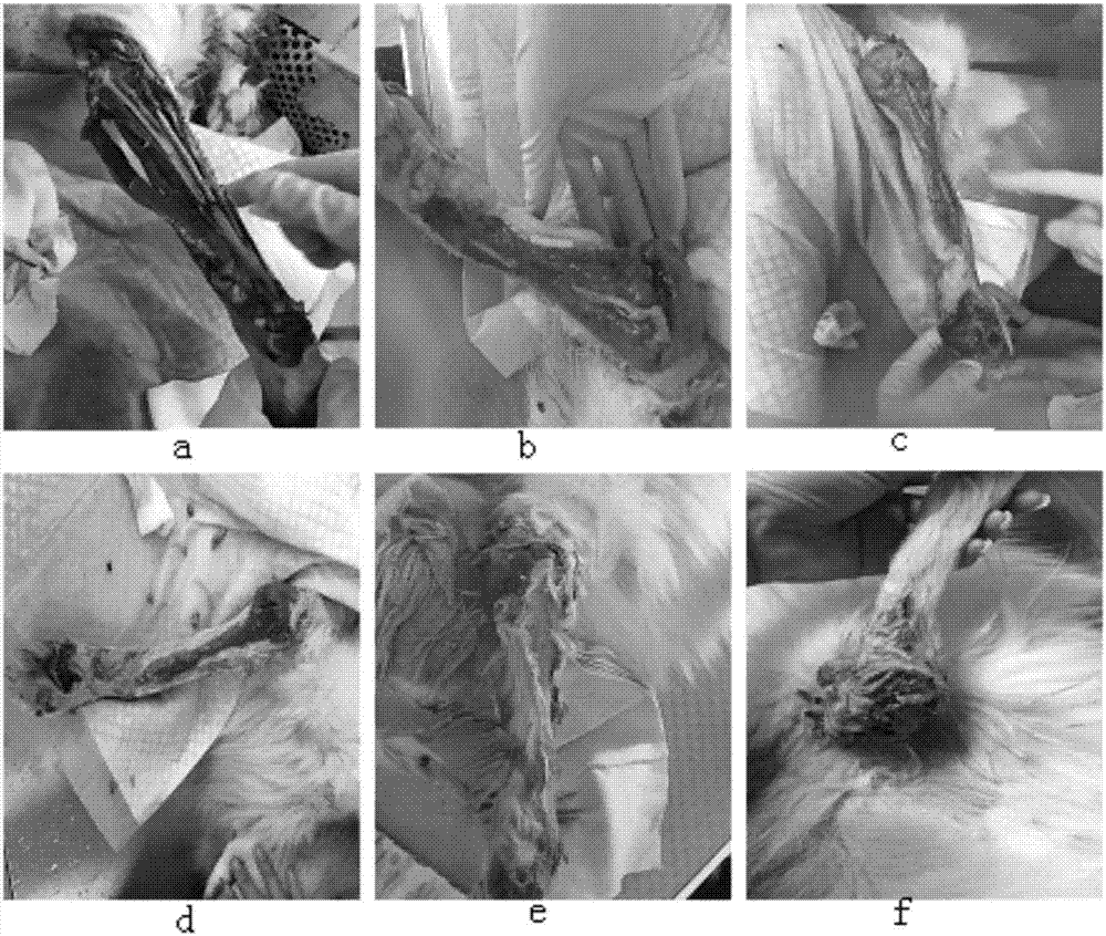 Necrotic-tissue-eliminating and granulation-promoting powder for wound regeneration and repair as well as preparation method and application method