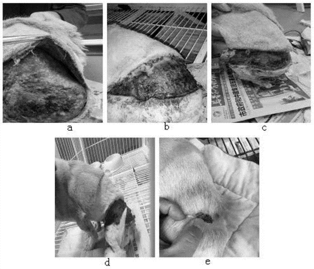 Necrotic-tissue-eliminating and granulation-promoting powder for wound regeneration and repair as well as preparation method and application method