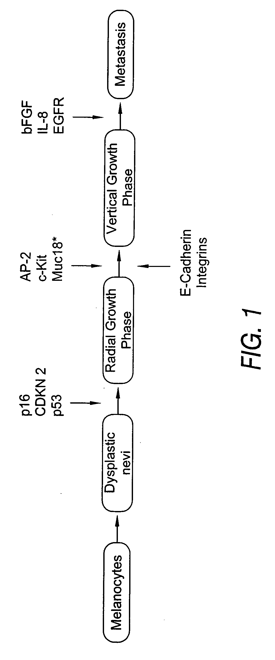 Use of antibodies against the MUC18 antigen