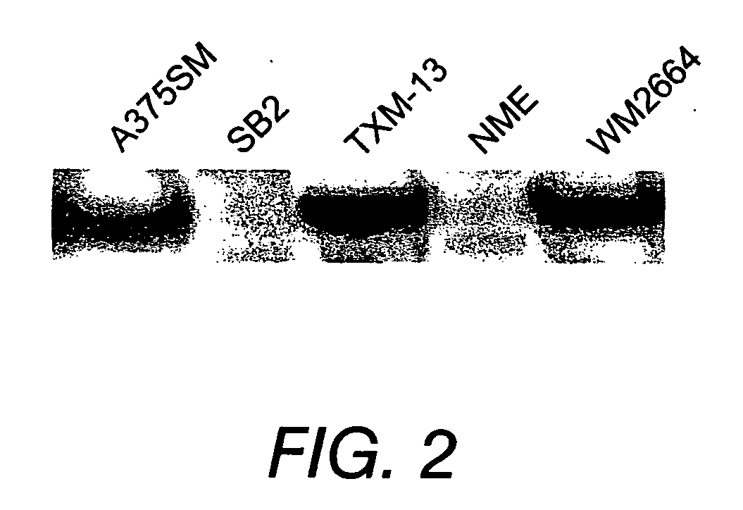 Use of antibodies against the MUC18 antigen