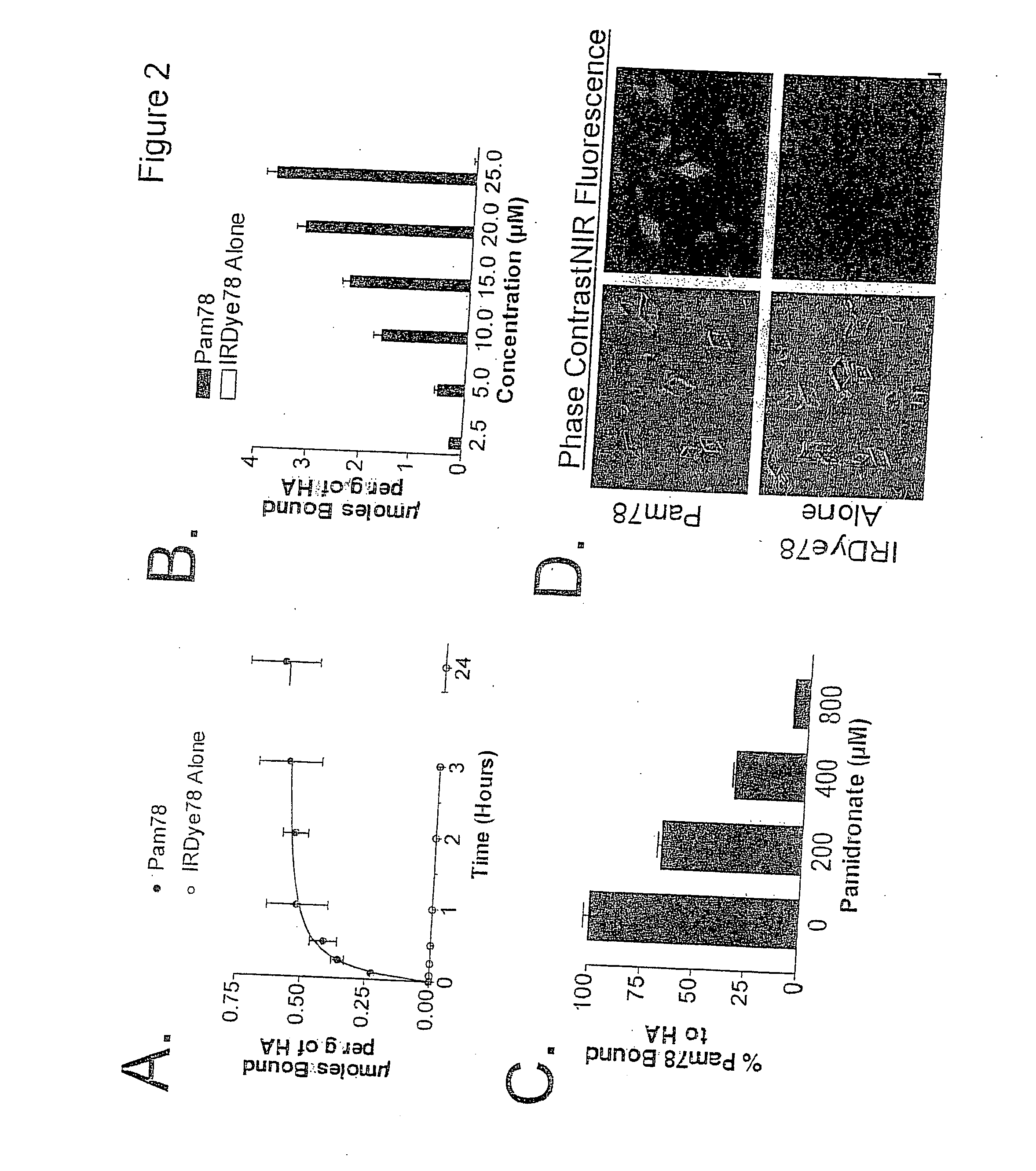 Non-isotopic detection of osteoplastic activity in vivo using modified bisphosphonates