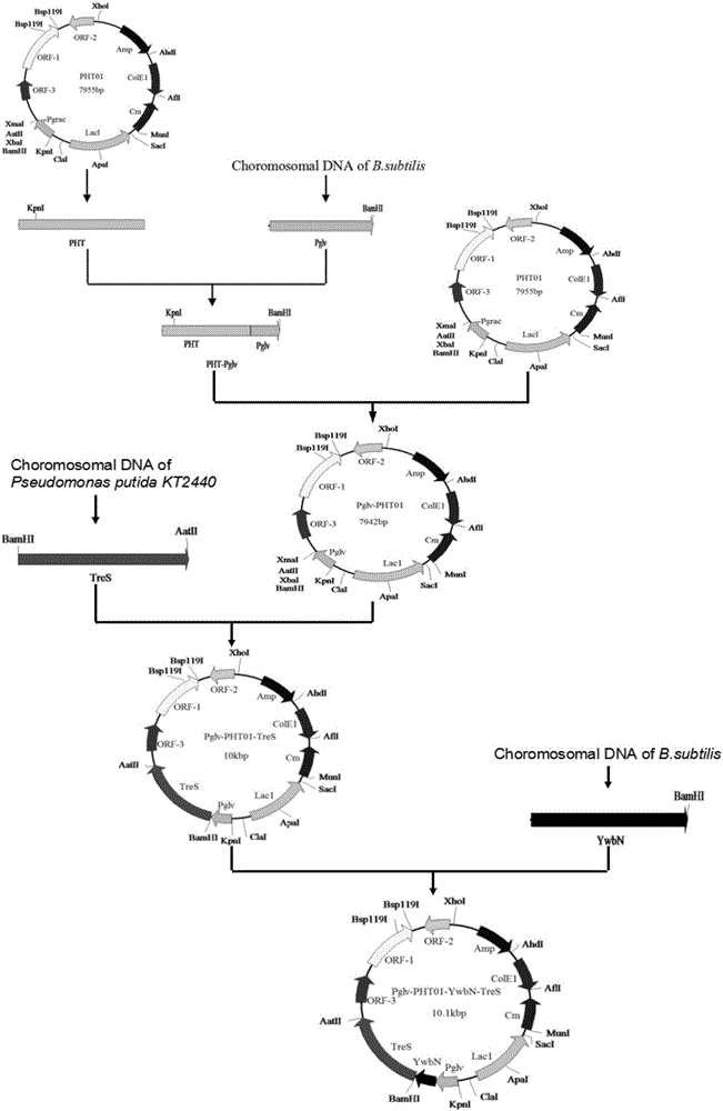 Maltose inducible trehalose synthase synthesis engineering bacterium, method for preparing same and application