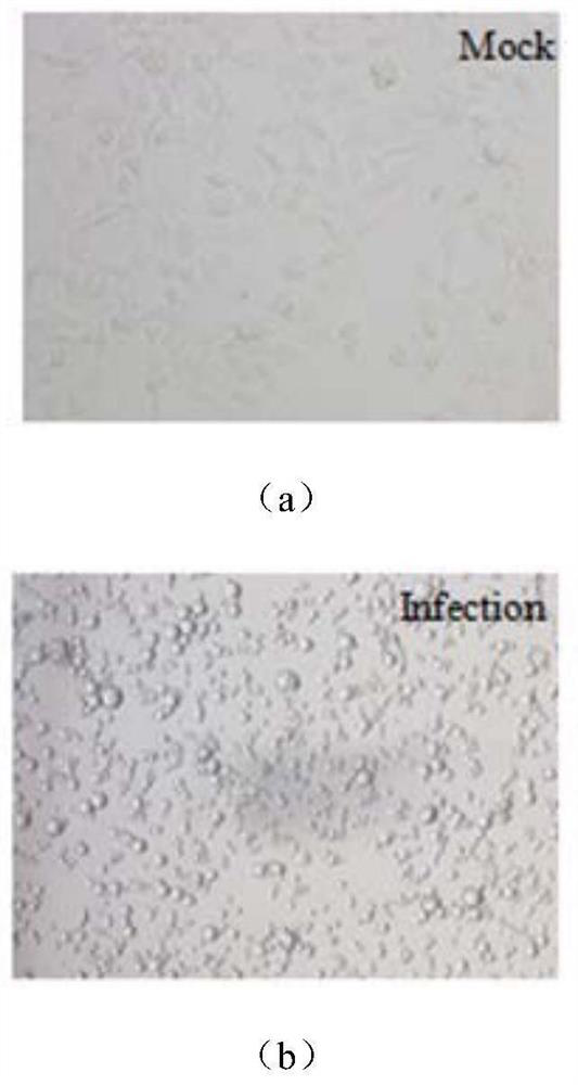 A preparation method of virus vaccine expressing Plasmodium ovale ama1 protein