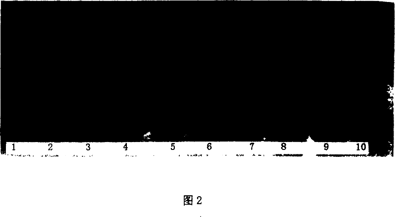 Renaturation of reconstituted human bone protein-1 and making method of its preparation