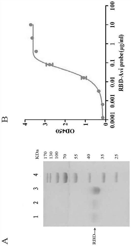 Humanized broad-spectrum high-neutralizing-activity monoclonal antibody against novel coronavirus and application