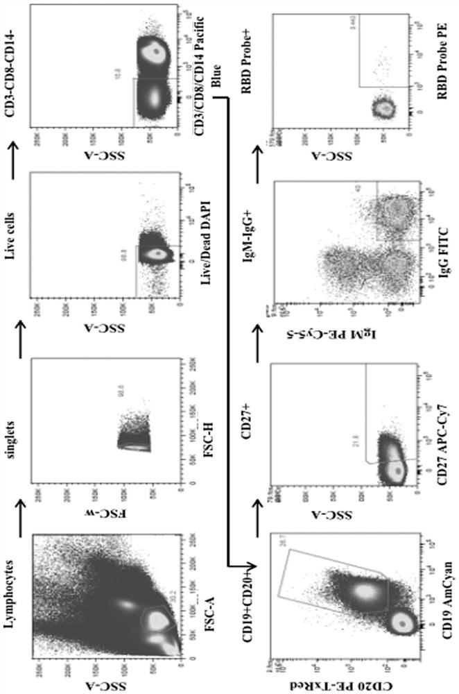 Humanized broad-spectrum high-neutralizing-activity monoclonal antibody against novel coronavirus and application