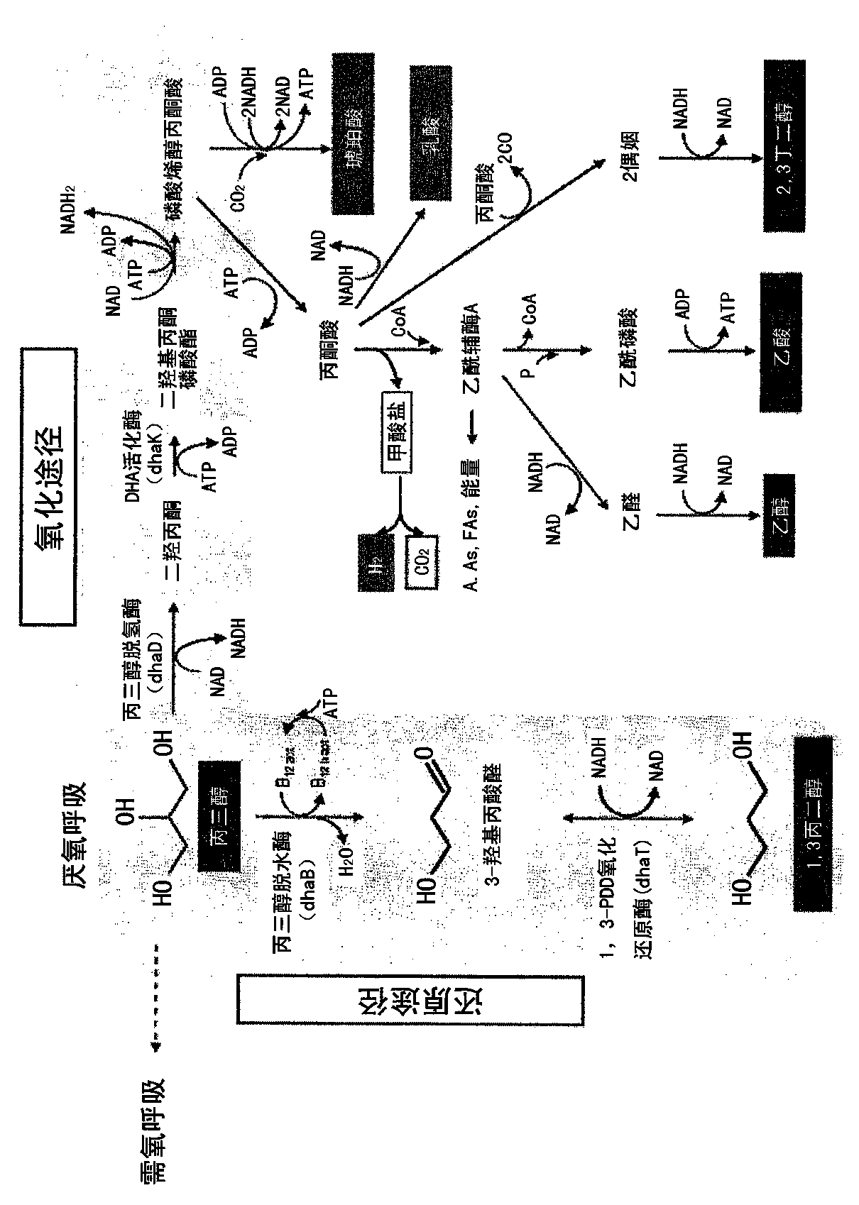 Mutant blocked in glycerol oxidaion pathway for producing 1,3-propanediol