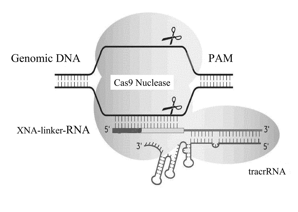 SPECIFIC SYNTHETIC CHIMERIC XENONUCLEIC ACID GUIDE RNA; s(XNA-gRNA) FOR ENHANCING CRISPR MEDIATED GENOME EDITING EFFICIENCY