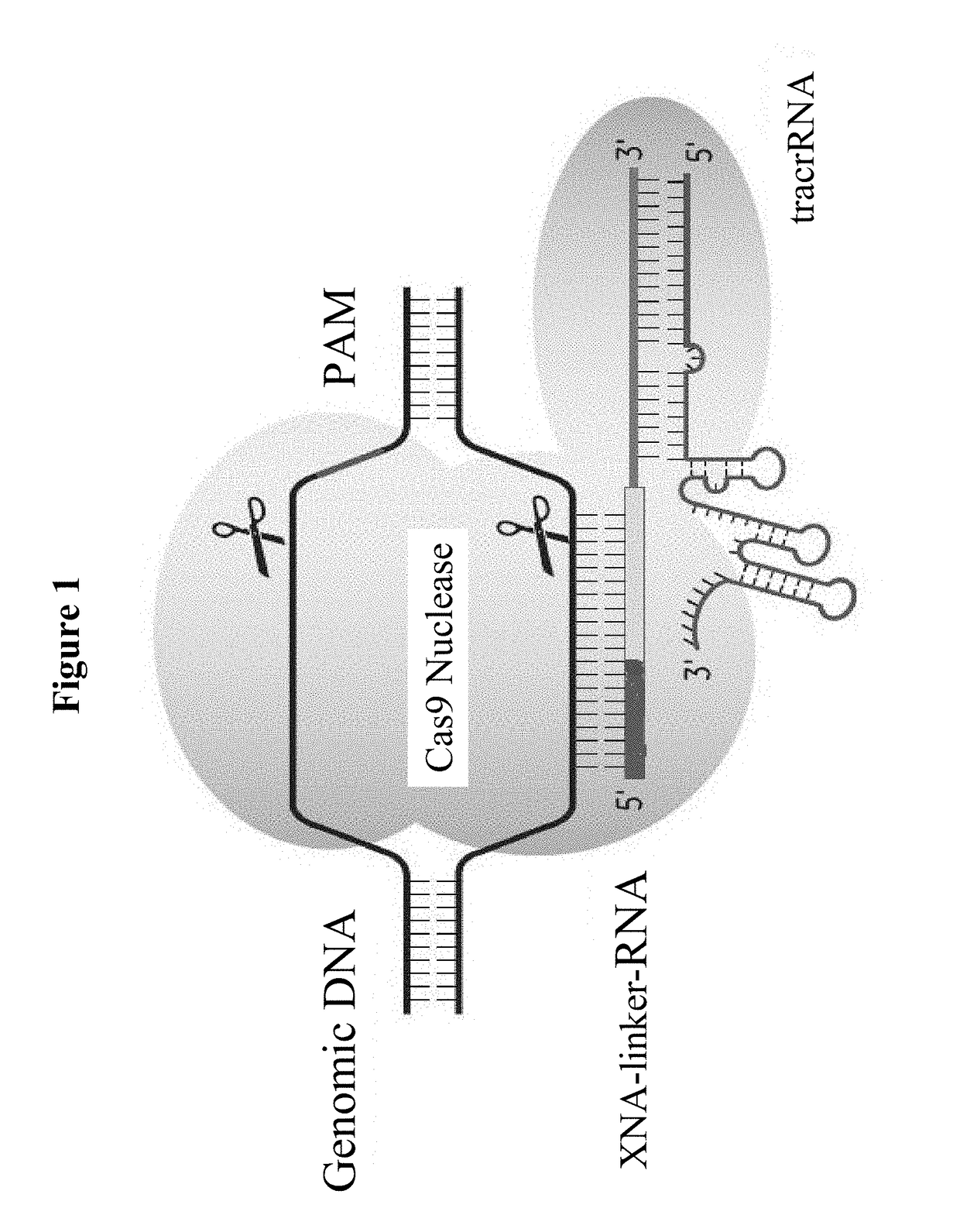 SPECIFIC SYNTHETIC CHIMERIC XENONUCLEIC ACID GUIDE RNA; s(XNA-gRNA) FOR ENHANCING CRISPR MEDIATED GENOME EDITING EFFICIENCY