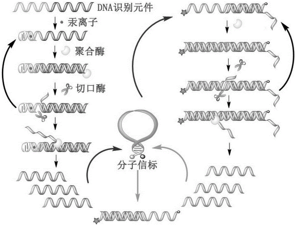 Mercuric ion detection kit based on constant-temperature cascading nucleic acid amplification and detection method thereof