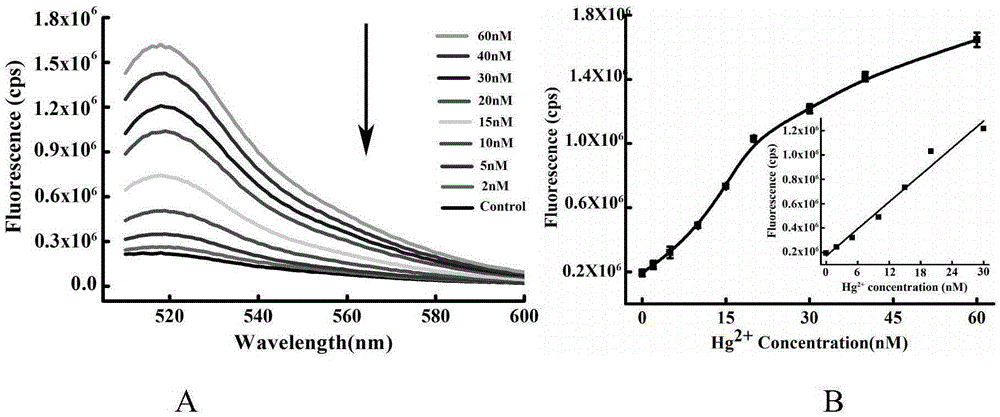 Mercuric ion detection kit based on constant-temperature cascading nucleic acid amplification and detection method thereof