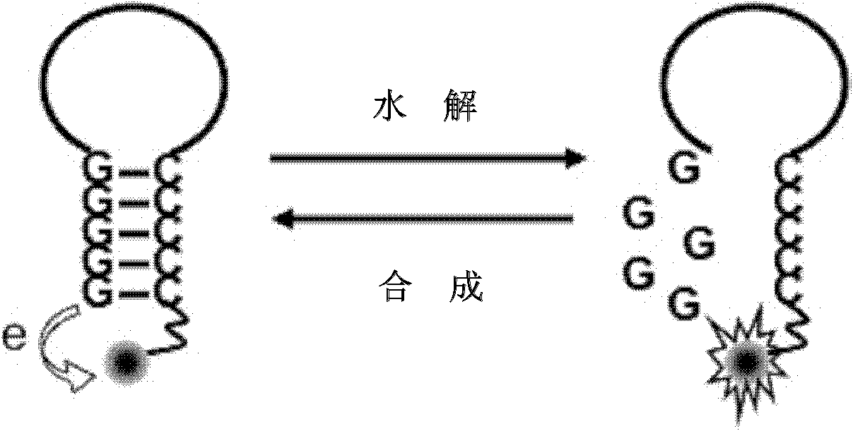 Singly labeled oligonucleotide fluorescent probe and method for detecting nuclease