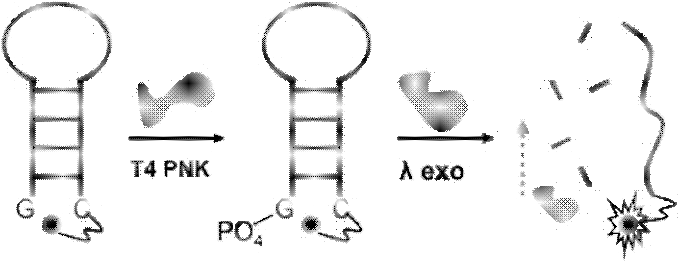 Singly labeled oligonucleotide fluorescent probe and method for detecting nuclease