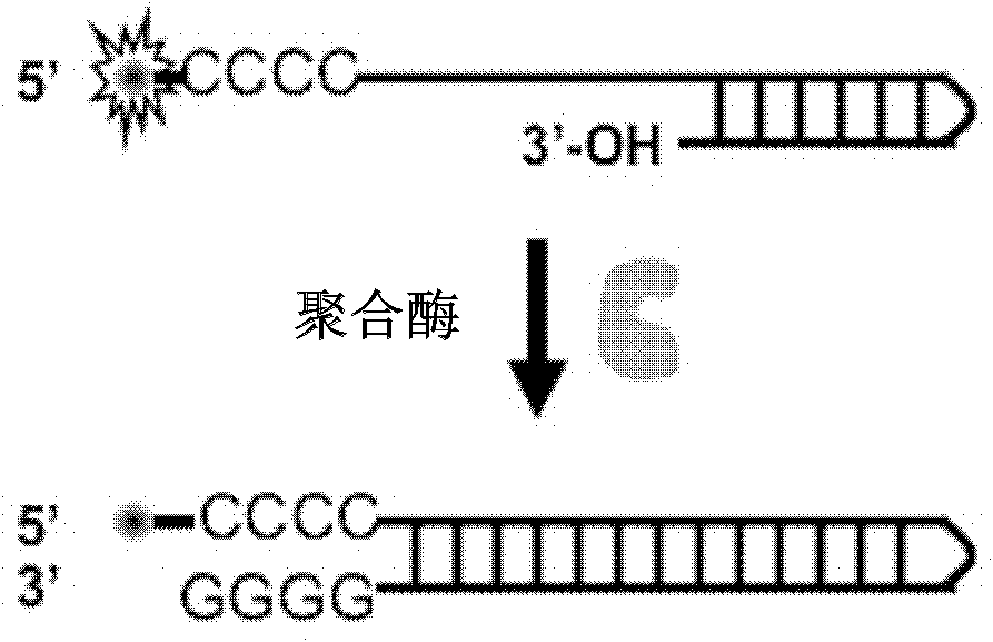 Singly labeled oligonucleotide fluorescent probe and method for detecting nuclease