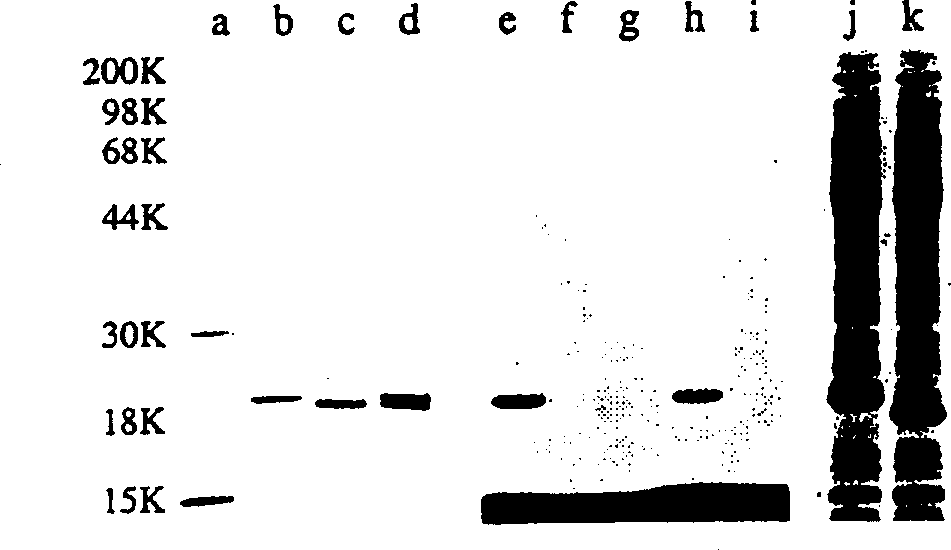 Hydrophobically-modified protein compsns, and methods