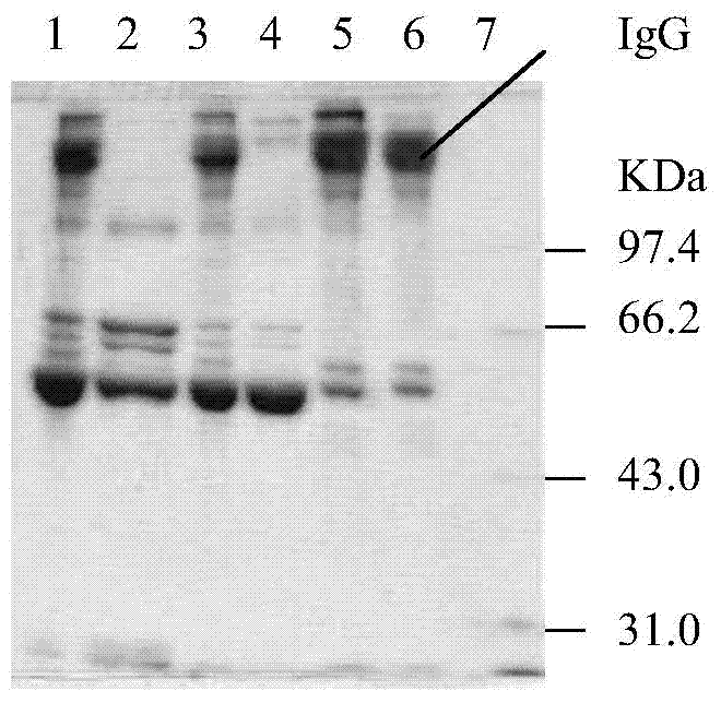 Preparation and use method of antibody resisting scorpion venom of buthus martensii karsch in China F (ab') 2