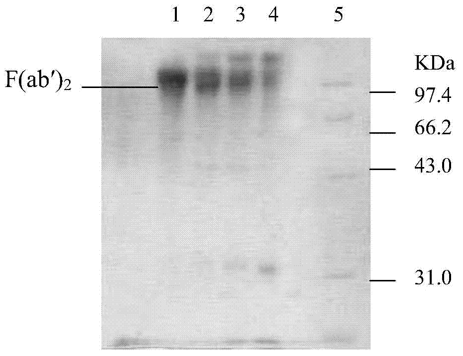 Preparation and use method of antibody resisting scorpion venom of buthus martensii karsch in China F (ab') 2