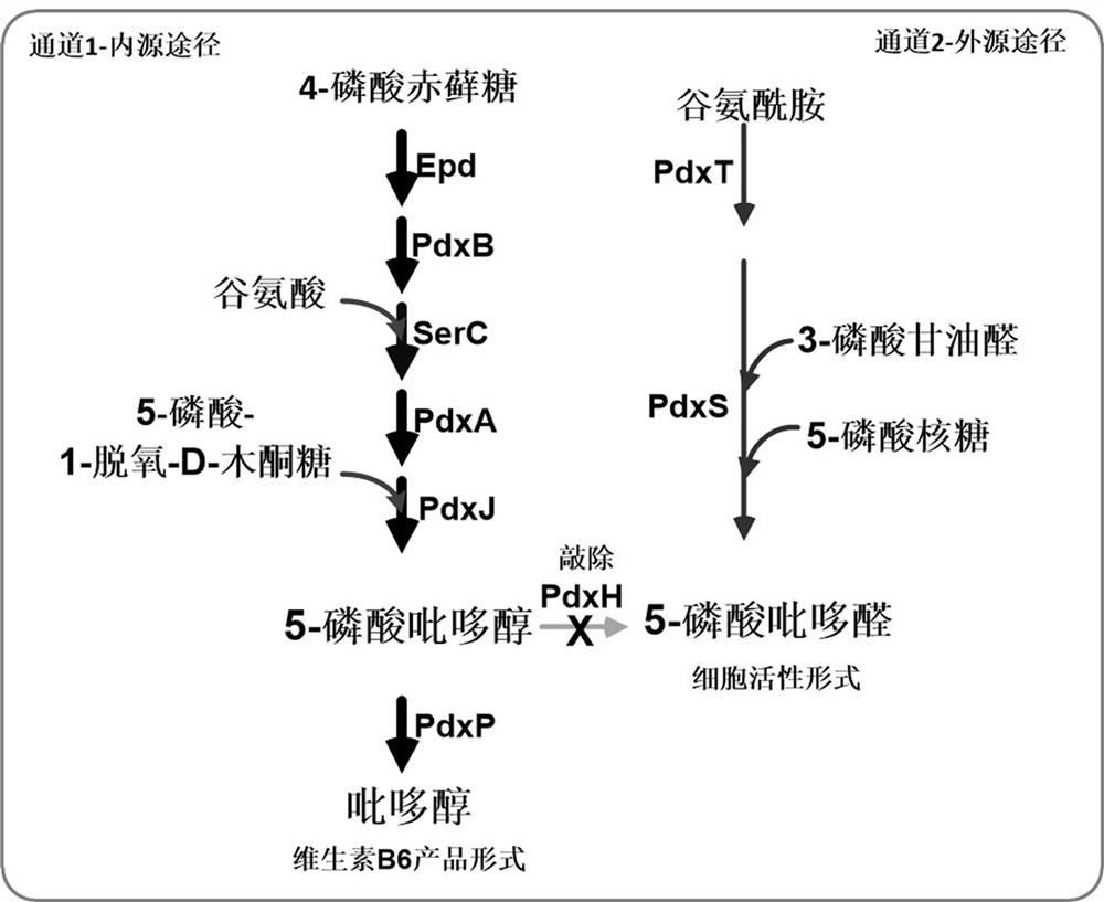 Metabolic engineering strain for producing vitamin B6 as well as construction method and application of metabolic engineering strain