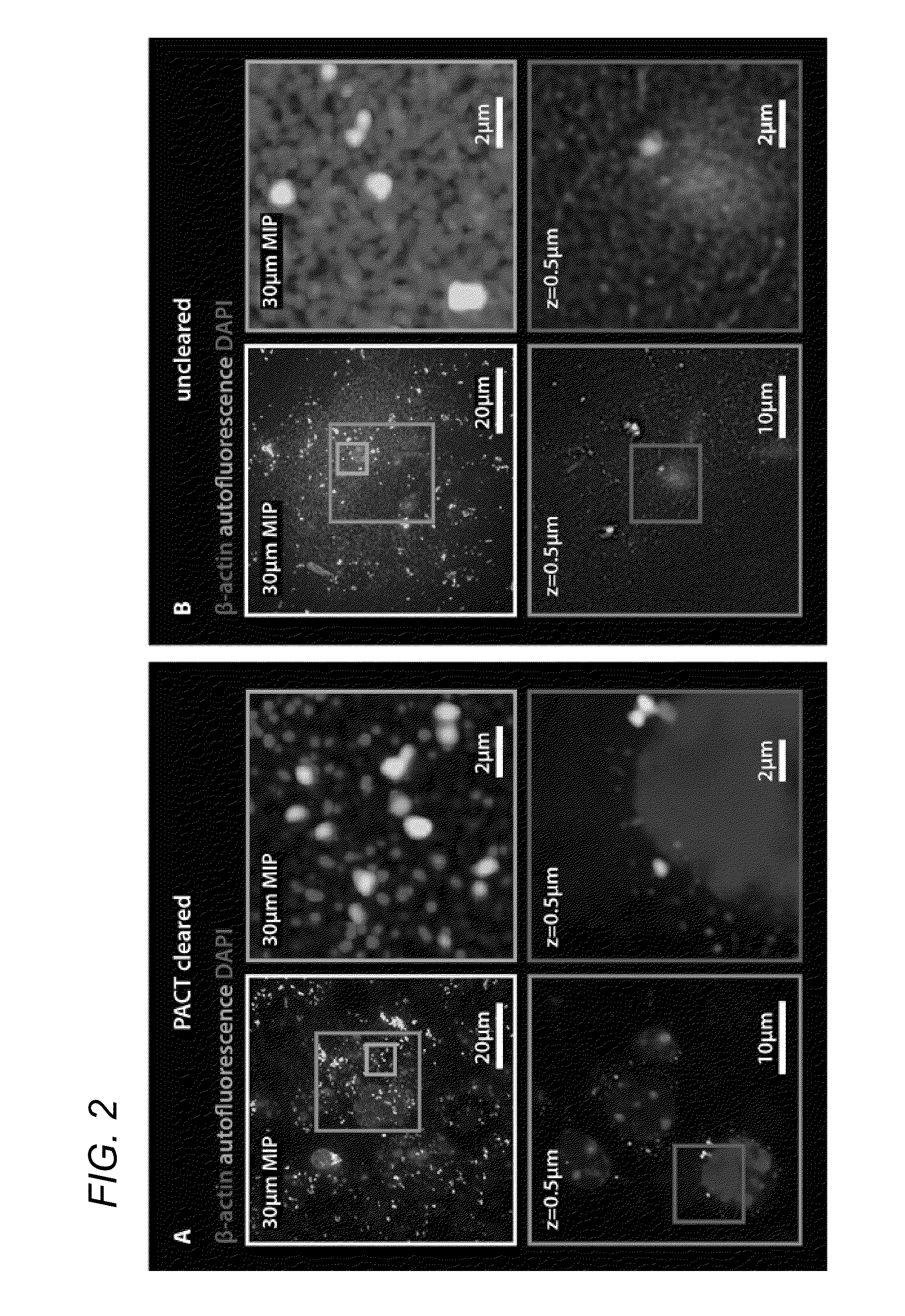 Methods for phenotyping of intact whole tissues