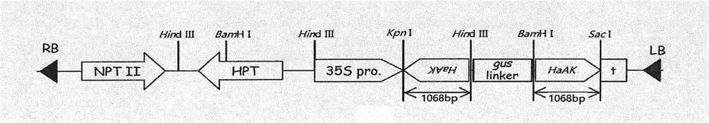 RNAi vector for expressing dsRNA of gene HaAK in transgenic plant and application of RNAi vector