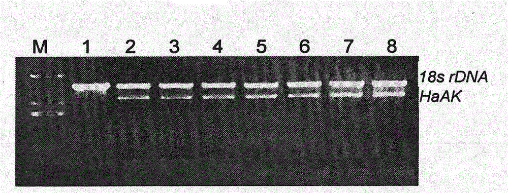 RNAi vector for expressing dsRNA of gene HaAK in transgenic plant and application of RNAi vector