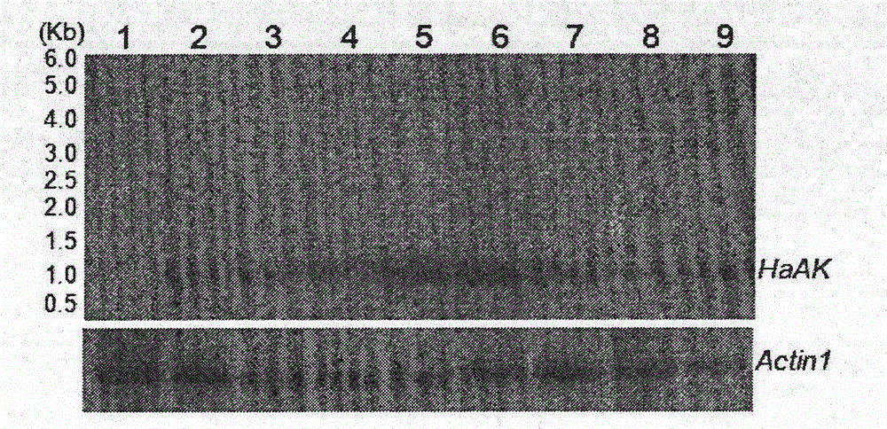 RNAi vector for expressing dsRNA of gene HaAK in transgenic plant and application of RNAi vector