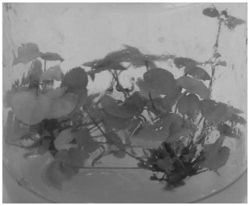 Epimedium sagittatum petiole tissue culture and rapid propagation method