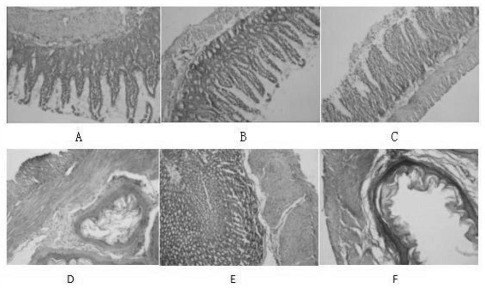 A veterinary Fengli granule and its application in chicken necrotizing enteritis