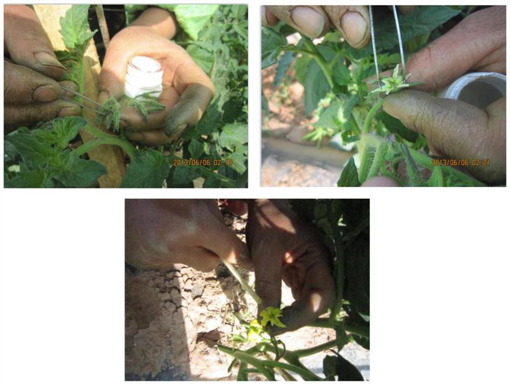 Tomato hybrid seed production method