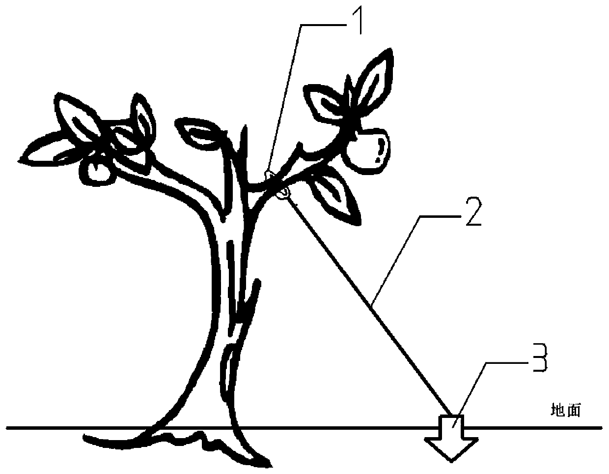 Tangerine Tango cultivation method