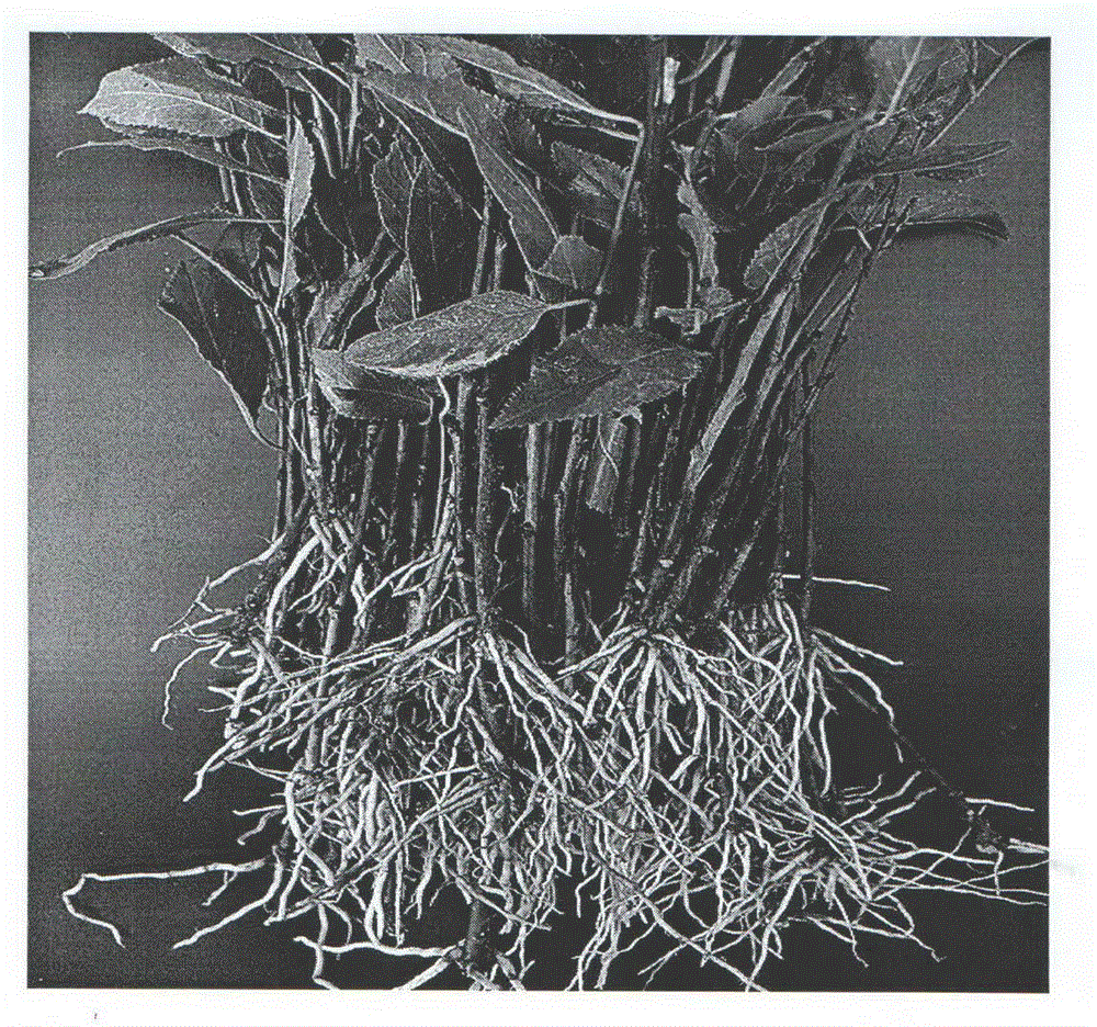 Rapid rooting method of tianshanica cerasus green wood cutting